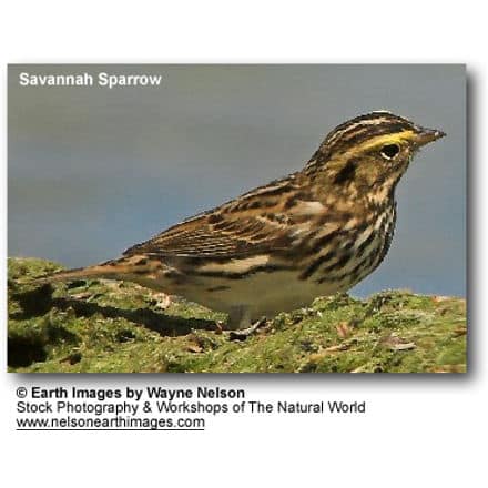 Savannah Sparrow