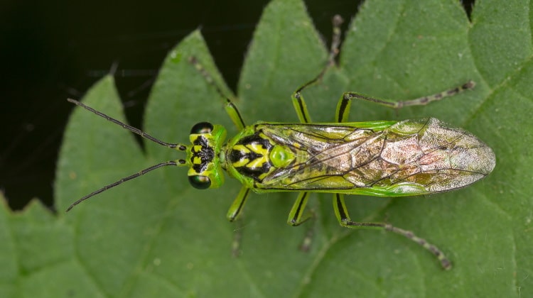 green sawfly