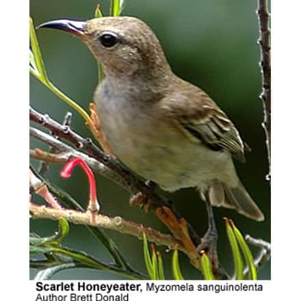 Scarlet Honeyeater