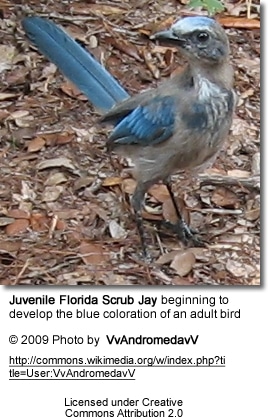 Juvenile Florida Scrub Jay