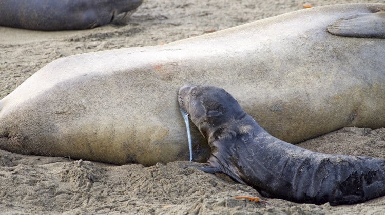 mammal milk in seal