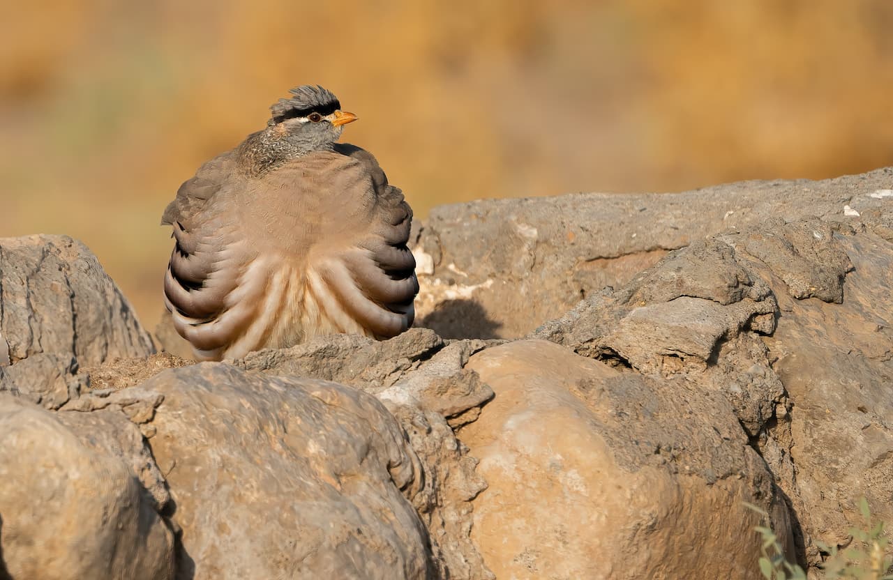A Bird Sitting On A Solid Rock