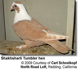 A Shakhsharli Tumbler hen with light brown and white plumage is perched inside a loft. The bird's head and chest are white, while its wings and tail are light brown. The photo is credited to Carl Schoelkopf from North Road Loft, Redding, California—known for his studies on hummingbirds found in South Carolina USA.