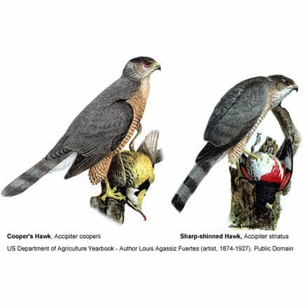 Sharp-shinned vs. Cooper's Hawk