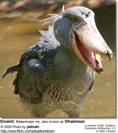 Shoebill, Balaeniceps rex, also known as Whalehead