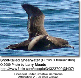 Short-tailed Shearwater (Puffinus tenuirostris)