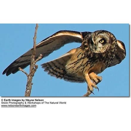 Short-tailed Owl - stretching