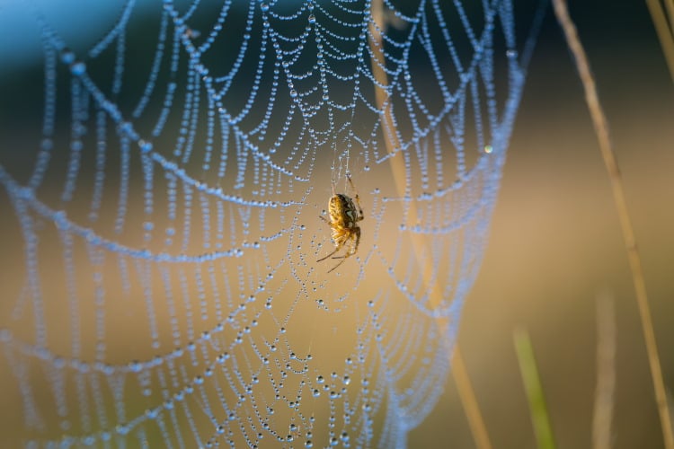 Spider Silk Is Strong Because It's Smart