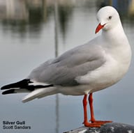 Silver Gull