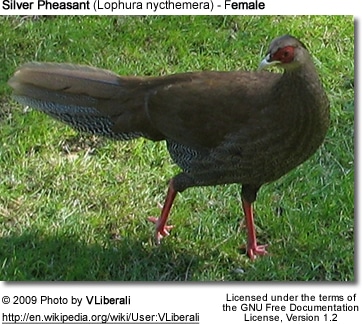 Female Silver Pheasant