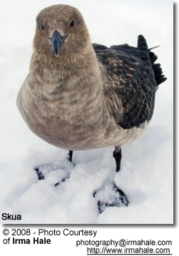 Skua