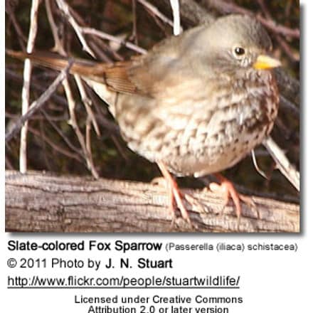 Slate-colored Fox Sparrows