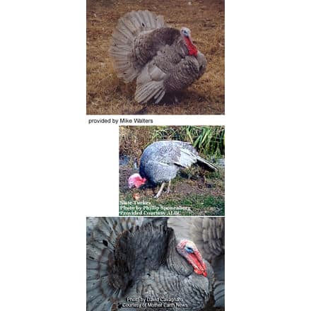 A collage of three images featuring turkeys. The top image shows a turkey with brownish feathers fanned out. The middle image, reminiscent of the diverse species of cuckoos found in Indonesia, shows a turkey with a bluish-gray head grazing. The bottom image is a close-up of a turkey with red wattles and fanned feathers.