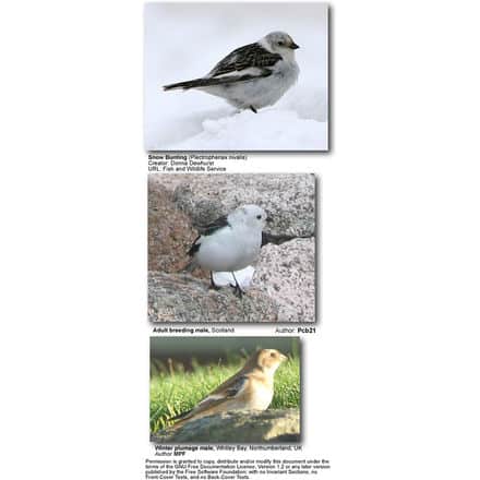 Snow Buntings