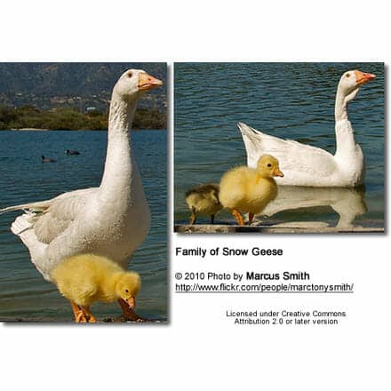 Snow Goose (Chen caerulescens), also known as the Blue Goose family