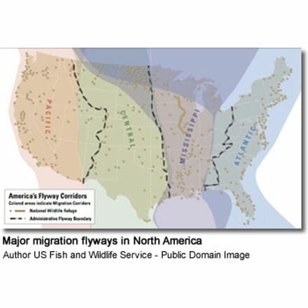 Major migration flyways in North America