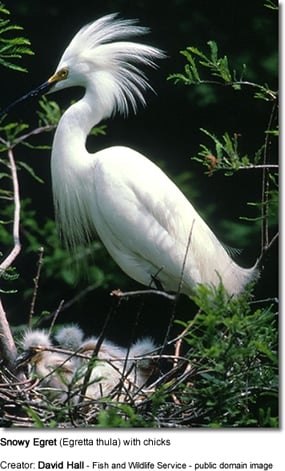 Snowy Egret with chicks