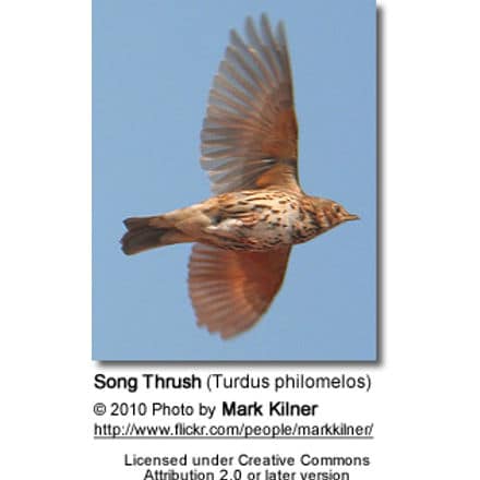Song Thrush (Turdus philomelos) - in flight
