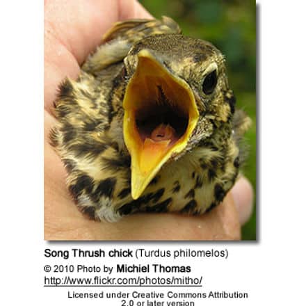 Song Thrush chick (Turdus philomelos)