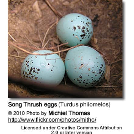 Song Thrush eggs (Turdus philomelos)