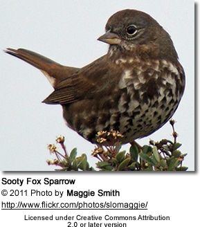 Sooty Fox Sparrow