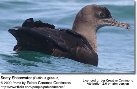 Sooty Shearwater (Puffinus griseus)