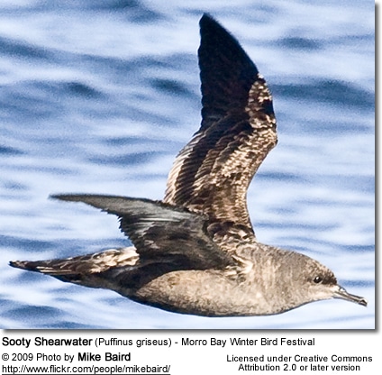 Sooty Shearwater (Puffinus griseus) - Morro Bay Winter Bird Festival