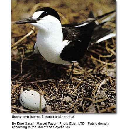 Sooty Tern on Eggs