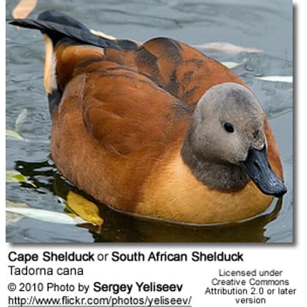 Cape Shelduck or South African Shelduck, Tadorna cana
