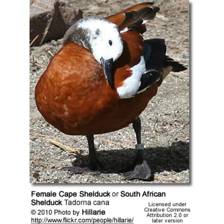Cape Shelduck or South African Shelduck, Tadorna cana