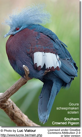 Southern Crowned Pigeon