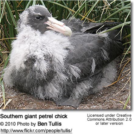 Southern giant petrel chick