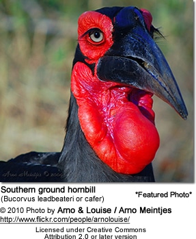 Southern Ground-hornbill