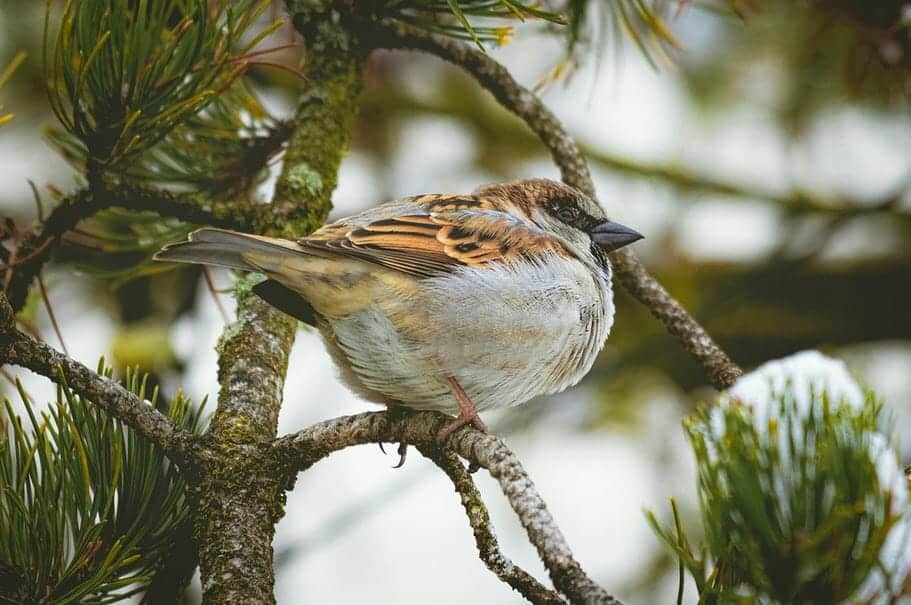 A small brown and gray bird, part of the sparrows family, with fluffed-up plumage perches on a branch among green pine needles. The background is blurred, highlighting the bird as the focal point of the image.