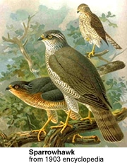 Sparrowhawk