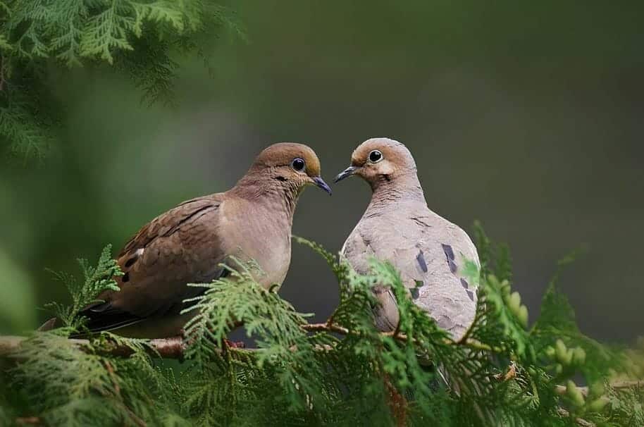 Two mourning doves, a charming dove species, are perched closely together on a branch surrounded by green foliage. One dove has slightly puffed feathers, and both have soft brown and grey plumage. They appear to be gazing at each other with tenderness. The background is a blur of green tones.