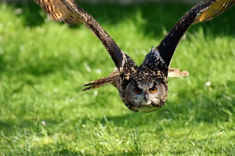 A large owl species with speckled brown and black feathers and striking orange eyes is captured in mid-flight, gliding low over a grassy field with its wings fully extended. The background is a vibrant green, indicating lush grass and possibly other foliage.