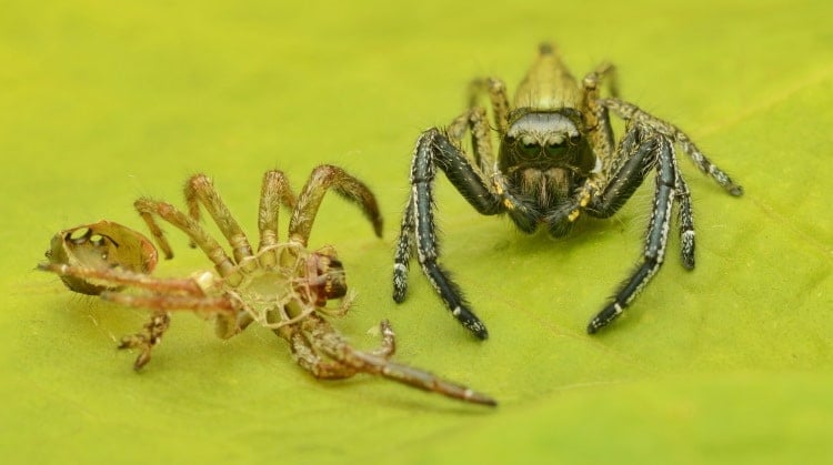 spider molting its skin