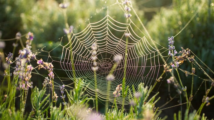 spider web in field
