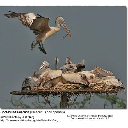 Spot-billed Pelicans (Pelecanus philippensis) on nest