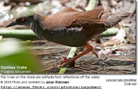 Spotless Crake