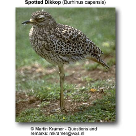 Spotted Dikkop