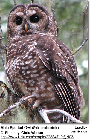 Spotted Owl - Adult Male
