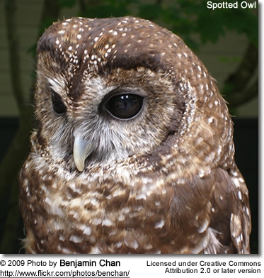 Spotted Owl head detail