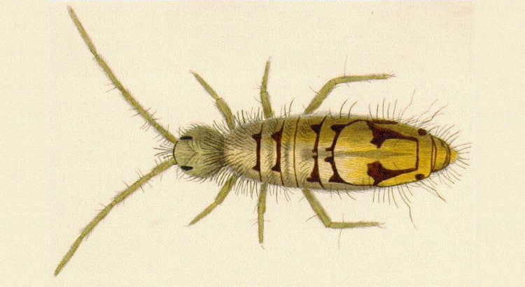 Collembola drawing