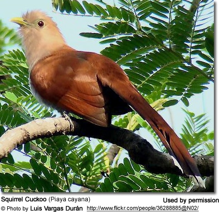 Squirrel Cuckoo