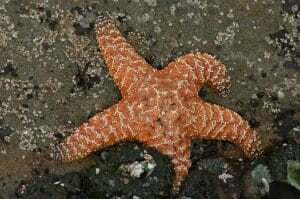 Starfish On The Ocean Bottom
