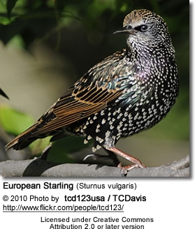 European Starling (Sturnus vulgaris)