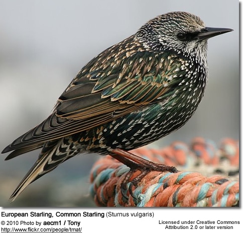 European Starling, Common Starling (Sturnus vulgaris)