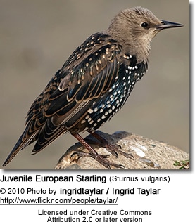 Juvenile European Starling (Sturnus vulgaris)